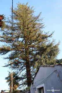 Araucaria santa Barbara